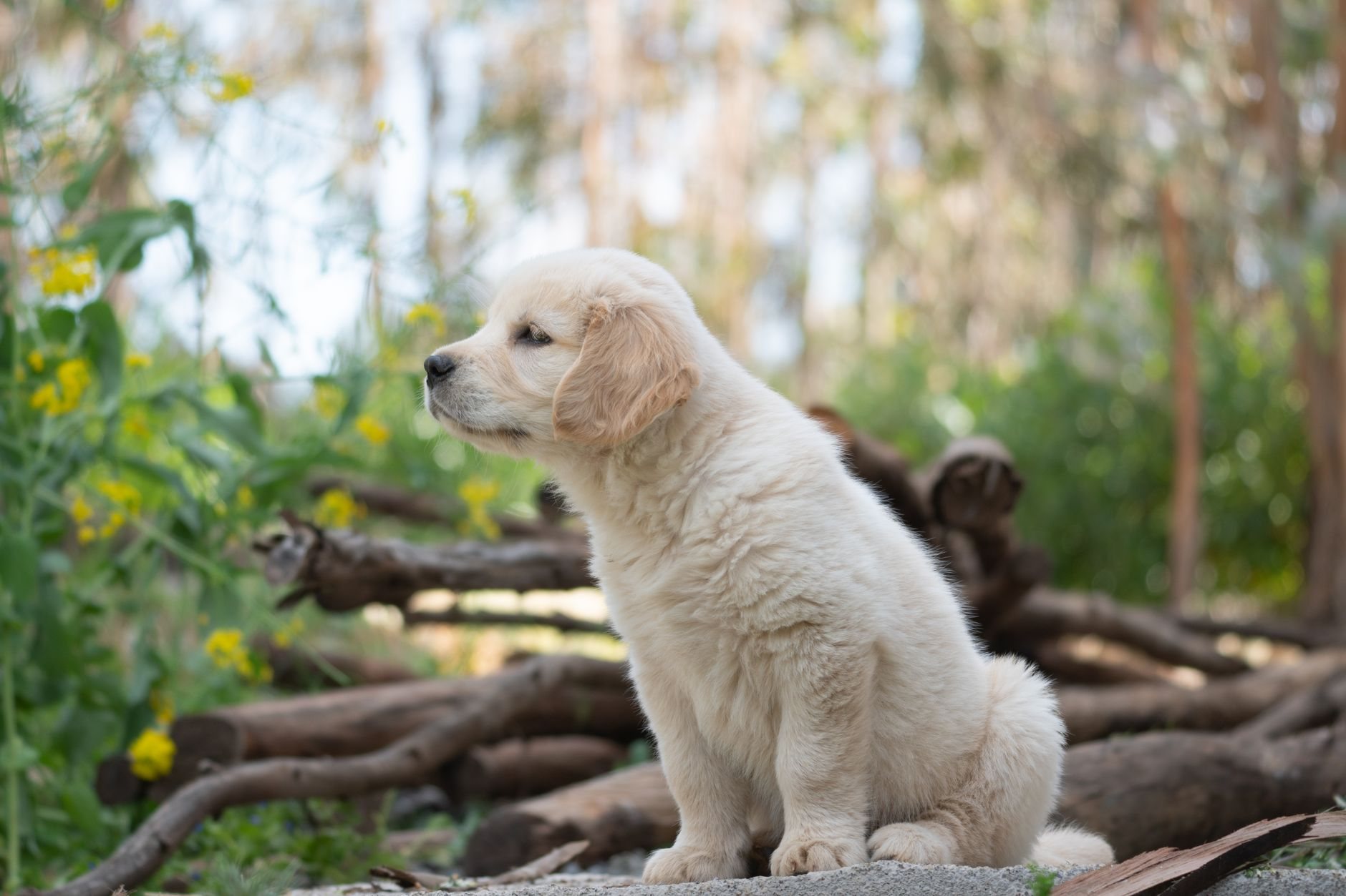Hundesteuer in Deutschland: Was Halter wissen müssen